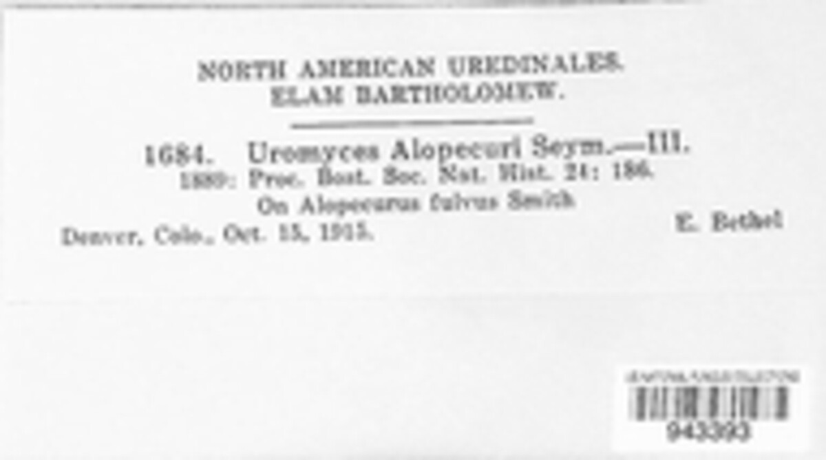 Uromyces alopecuri image